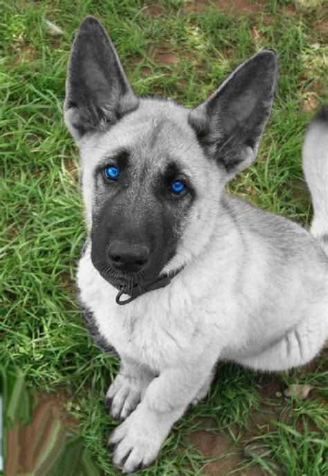 White German Shepherd Puppy For Sale - shepherd