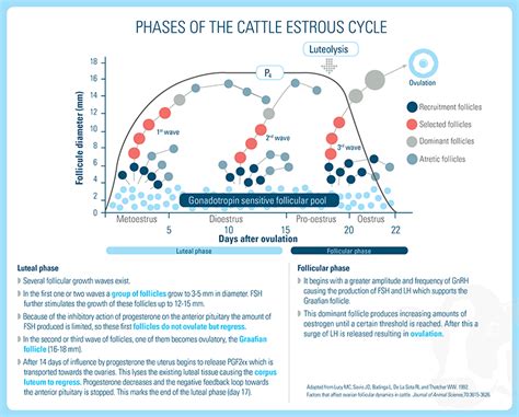 Estrus Cycle in Cows