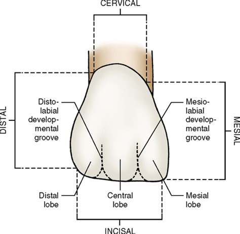 12: Incisors | Pocket Dentistry