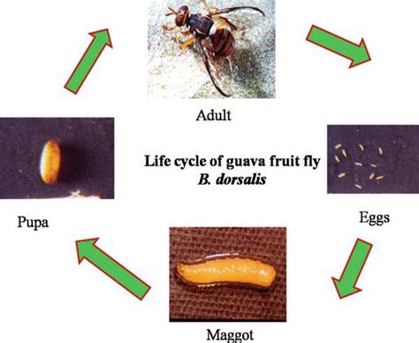 1 Life cycle of guava fruit fly B. dorsalis | Download Scientific Diagram