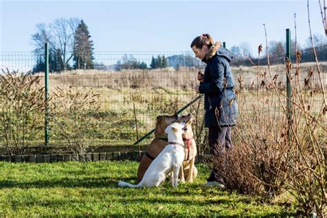 12 Shock Collar Alternatives: Better Ways to Dog Train!