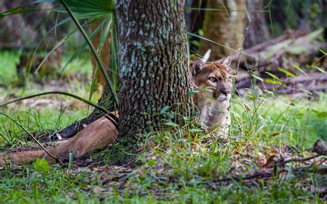 7 Interesting and Imperiled Species in the Everglades