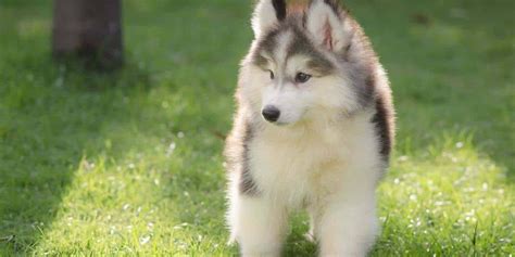 Miniature Siberian Husky (Prices, Breeders & More)