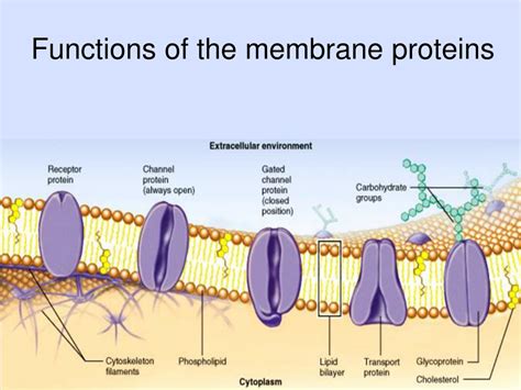 PPT - Membrane Structure and Function PowerPoint Presentation, free ...