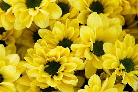 Yellow Daisy Garden Photograph by Tony Grider - Fine Art America