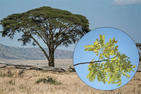 African Acacia Tree Leaves