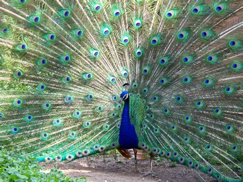 File:Peacock Milwaukee County Zoo.jpg - Wikipedia