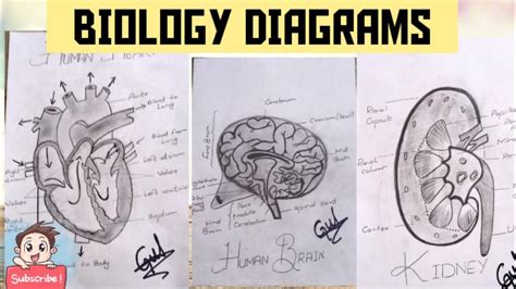 Fantastic Tips About How To Draw Biology Diagrams - Motorstep