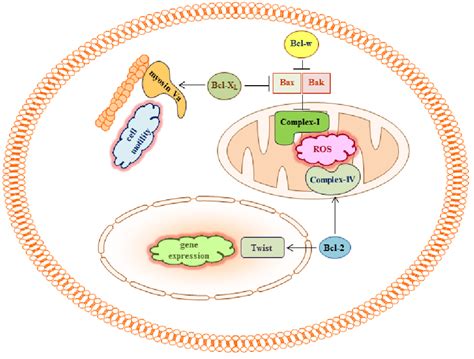 Bcl-2 proteins may regulate cell migration and invasion by binding to ...