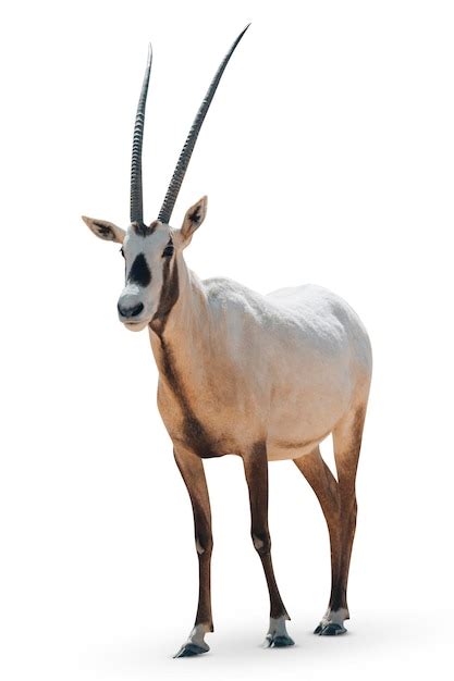 Premium Photo | Arabian oryx with large horns isolated on a white ...