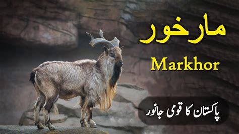 Markhor Pakistan's National Mammal | Markhor Documentary Urdu | Animal ...