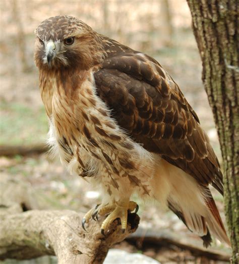 File:Red-tailed Hawk Buteo jamaicensis Full Body 1880px.jpg - Wikipedia ...