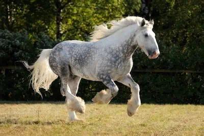 Dapple Grey Horses: Facts, Breeds, Origins, and Colors