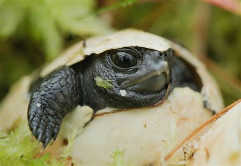 Hatching Hope in the Mountain Bogs | Defenders of Wildlife