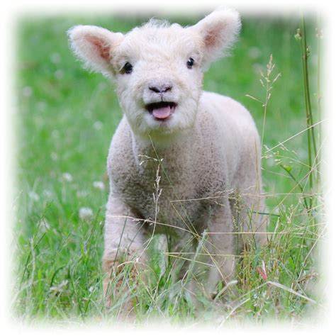 Babydoll Sheep Registry Association