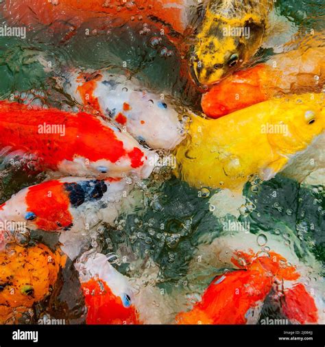 Colorful Koi carp Stock Photo - Alamy