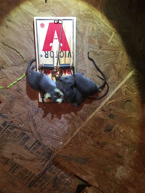 How to get rid of Rats in the Attic ! Effective Techniques for Getting ...