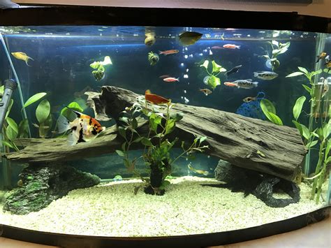 Fish Tank Ideas For Freshwater at Robert Govea blog