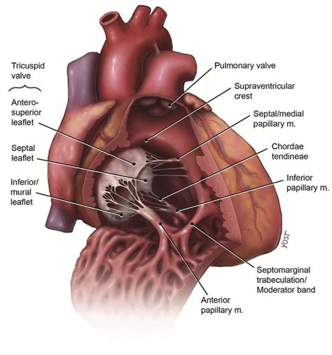 Anatomical features of the right ventricle demonstrating the internal ...