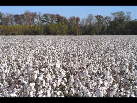 Cotton Production - YouTube