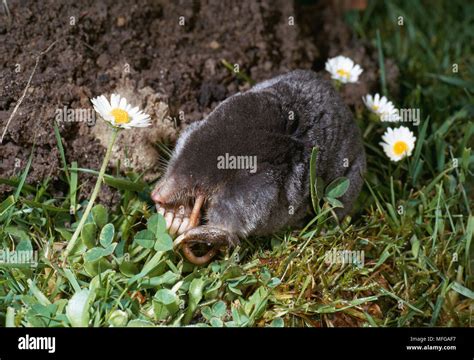 MOLE eating a worm Talpa europaea Stock Photo - Alamy