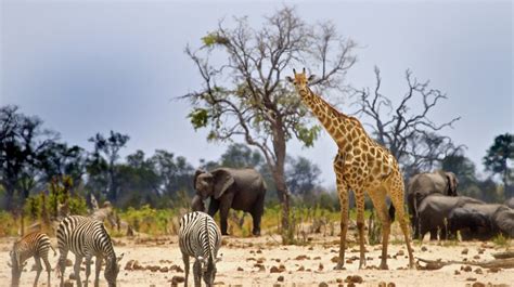 Wildlife in Serengeti | Serengeti National Park | Serengeti Safaris Tours