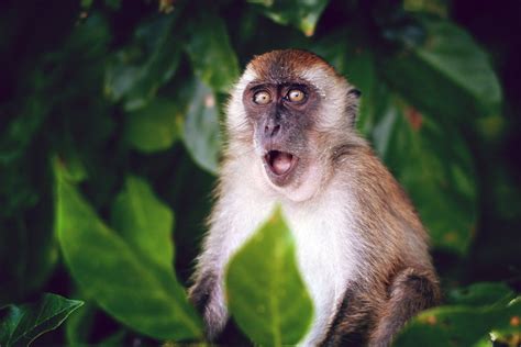 25 Remarkable Types of Monkeys (Names, Photos and More) - Outforia