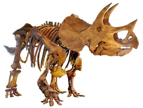 South Dakota State Fossil - Triceratops Horridus - FossilEra.com