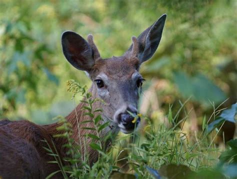 Interesting facts about deer antlers - Houston Chronicle