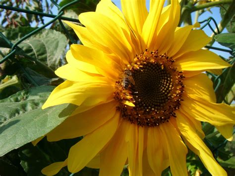 Bee On Sunflower Free Stock Photo - Public Domain Pictures