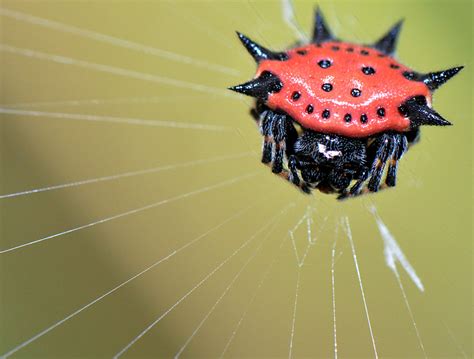 spiny orb weaver spider – Bigger On The Inside – Teddi Deppner