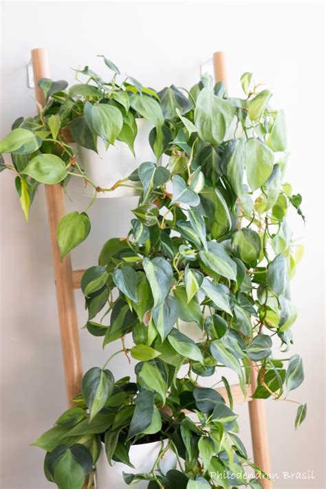 Plants House Plants Craft Supplies & Tools Philodendron Brasil mindtek.it