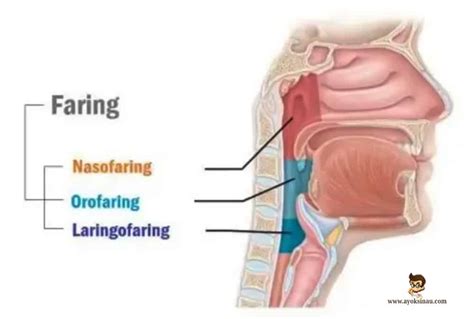 Fungsi Faring Pengertian Struktur Sistem Jenis Mekanisme The | The Best ...