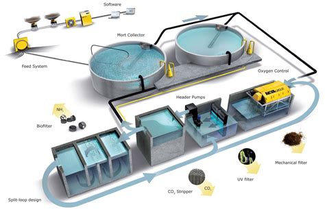 Aquaponics greenhouse, Fish farming, Aquaponics fish