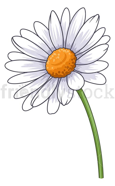 Common Daisy Flower Cartoon Clipart Vector - FriendlyStock