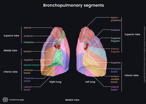 Lungs | Encyclopedia | Anatomy.app | Learn anatomy | 3D models ...