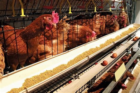 How to start a poultry business in Nigeria - AtlanticRide