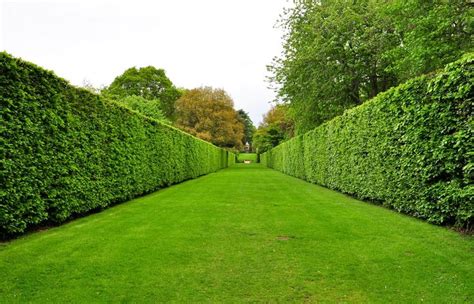 19 Different Types of Tree Hedges | Garden hedges, Landscape design ...