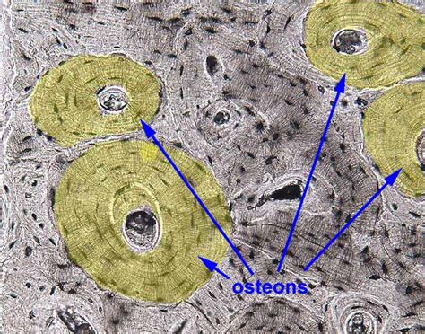 Histology at SIU