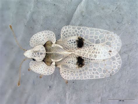 Insect Image of the Week: Lace Bug | Beetle insect, Insects, Bugs