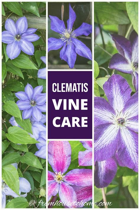 Clematis is an easy to grow perennial vine that thrives in part shade ...