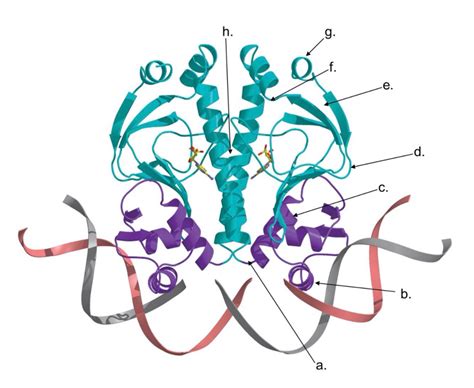 Solved The E. coli CAP protein is a site-specific DNA | Chegg.com