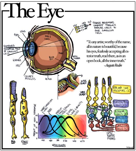 Diagrams of Rods, Cones and Parts of the Eye... - Everyday Spacer Blog ...