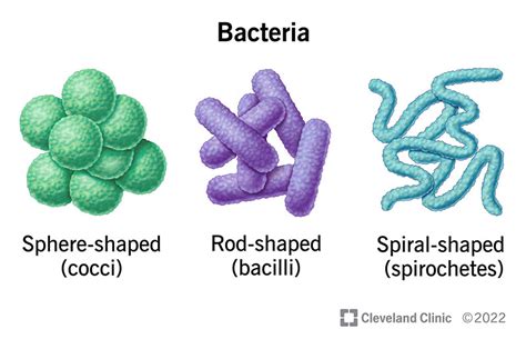 Types Of Bacterial Cells