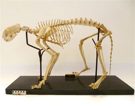 Specimen of the Week 391: The Domestic Cat Skeleton | UCL UCL Culture Blog