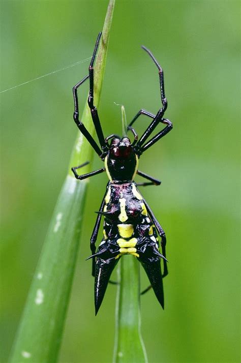 Spiny Orb-weaver Spider Photograph by Sinclair Stammers/science Photo ...