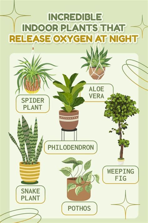 Indoor Plants That Release Oxygen at Night | Plants, Plant decor indoor ...