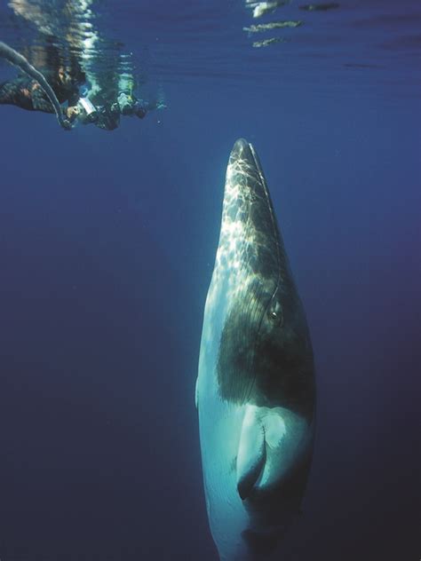 Dwarf Minke Whale, Smallest amongst giants - Underwater360