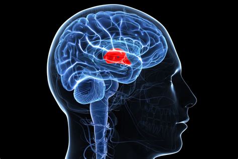 Ventricles Of The Brain 3d