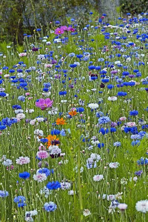 Growing Tips for Bachelor's Buttons: Create Your Own Multicolored Meadow